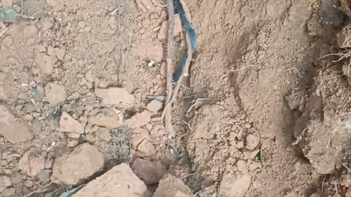 ครอบครัวหนูออกเดินทางไกลแล้ว!