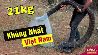 Rắn Hổ Mang Chúa khổng lồ từng bị bắt tại Việt Nam giờ ra sao?| Hóng Khám Phá