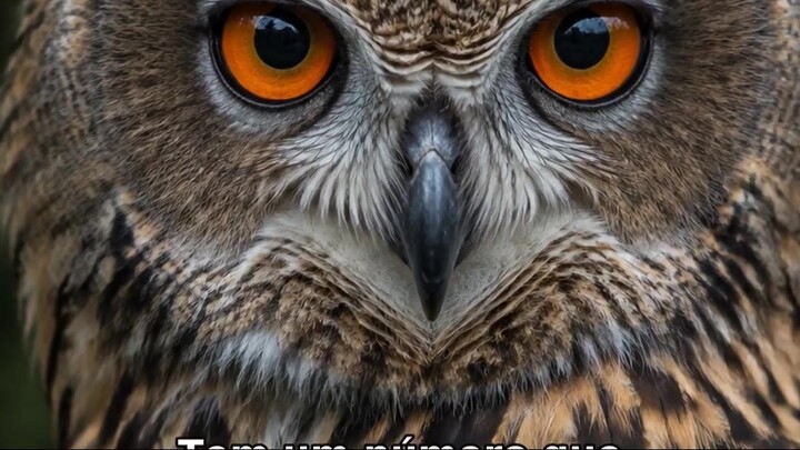 Coruja NÃO vira a cabeça 360 graus 🦉 #shorts #curiosidades