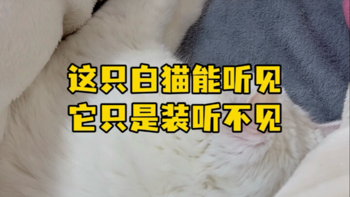 Doudou: Strictly speaking, I’m more of a “high-milk, low-cow” dairy cat! #WhiteCat #FirstPersonCuddl