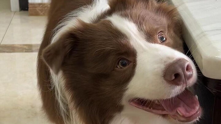 Doggy: Just saying you like me isn’t enough—show me some real action!