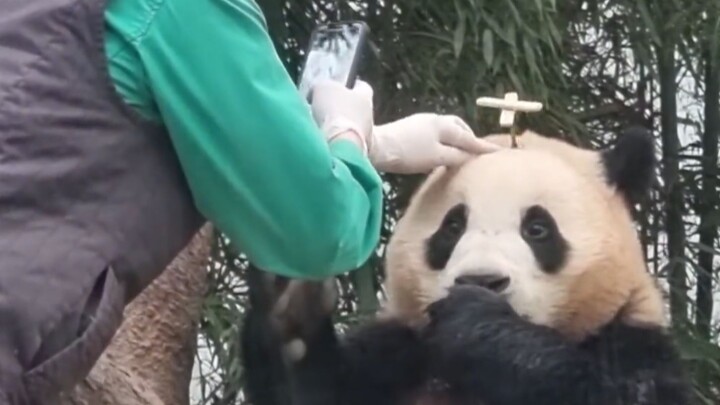 “Thì ra gấu trúc được yêu thương bao bọc là như thế này!”