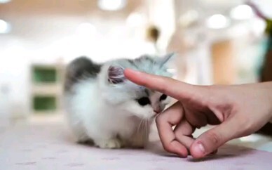 catfriends1004丨Dính người phải bắt đầu từ những cục lông