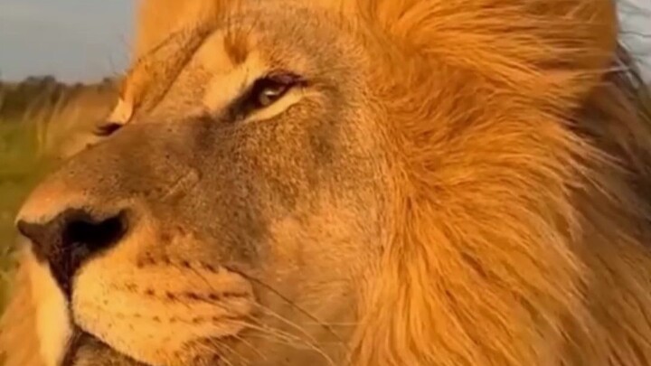 Which Is More Aggressive: Lions or Tigers? | Magical Animals | Lions | Tigers | Wild Animals