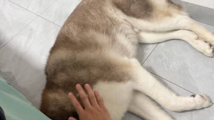 The Husky was talking in his sleep, and I laughed so hard that I threw my phone at it.