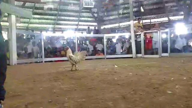Sagbayan Cockpit arena, Sagbayan,Bohol (OGIS from George Backyard)