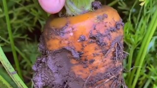 The biggest carrot in the garden has been harvested. Let's see how it is growing.