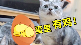 Memberi kucing telur bulu yang menyeramkan! Kucing: Ini telur atau ayam?