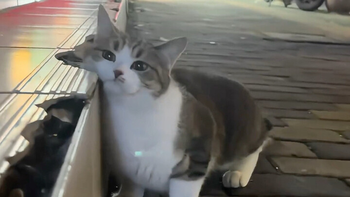 Selalu lembur pulang larut, akhirnya jadi teman dengan kucing kecil ini
