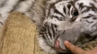 新的一天小猫在干些啥呢？