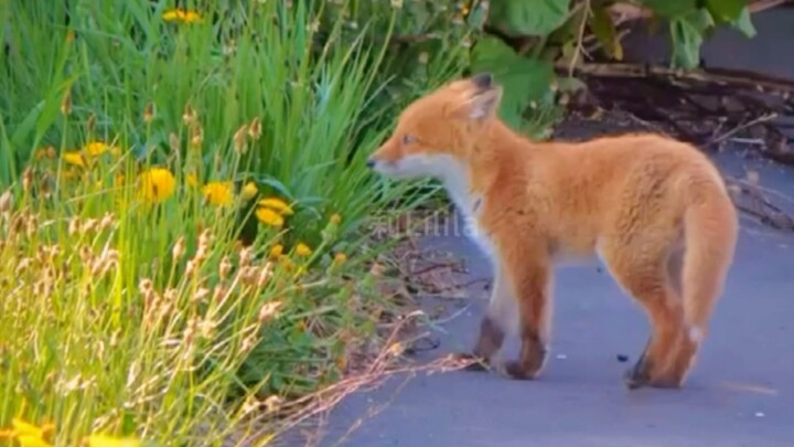 حياة ابنة الثعلب الوحيدة