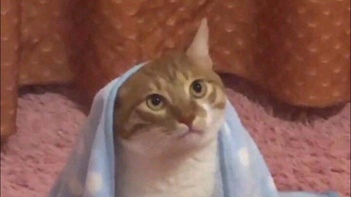 Mèo: Có thể trưởng thành hơn một chút như tôi được không?