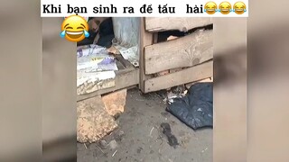 Sinh ra là để tấu hài#2