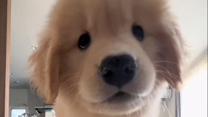 อย่าเศร้าสิ น้องหมาจุ๊บๆ~