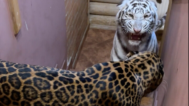 เจ้าแกะขี้เกียจจะกลับมาเมื่อไหร่? เจ้าม้าลายตัวน้อยใกล้หมดลูกเล่นแล้วนะ