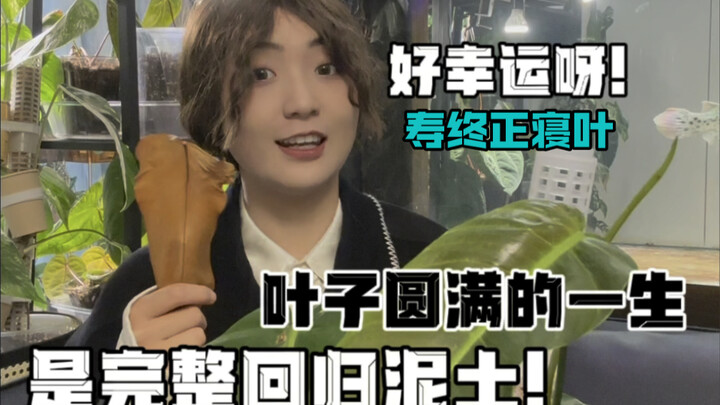 热植爱好者的日常｜一片“寿终正寝”叶子