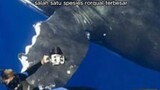 suara paus bungkuk