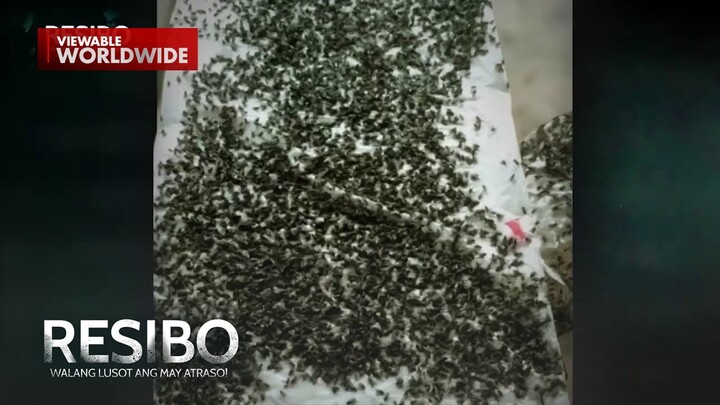 Sangkatutak na langaw sa ilang barangay sa Laguna, saan nga ba nanggagaling?! | Resibo