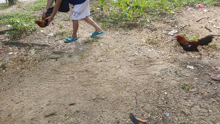 Yellow Legged Gilmore vs Sweater 1x Winner