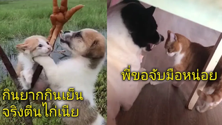 รวมคลิปแมวหมาเชิญรับชมความบันเทิงEP.1894