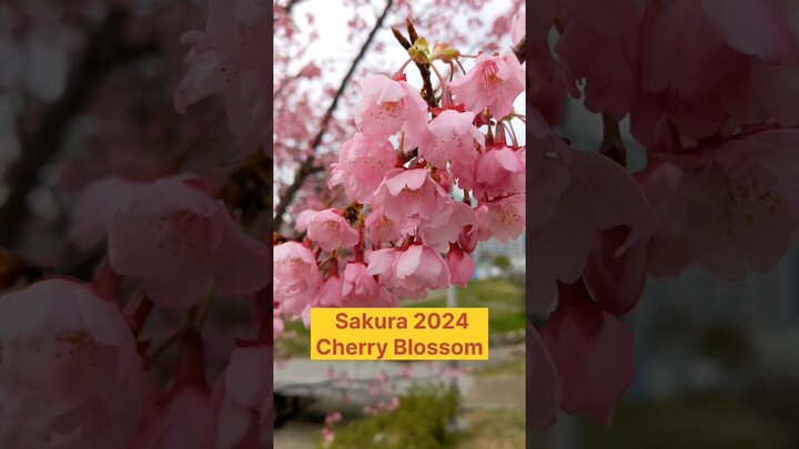 ചെറി blossom || Sakura 2024 ജപ്പാൻ #sakura#cherryblossom#shorts