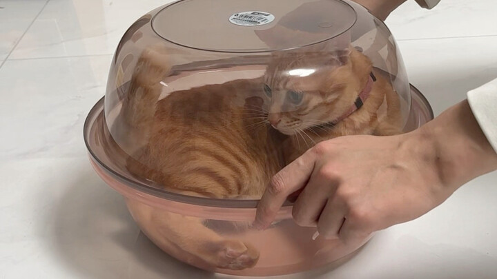 เอาแมวใส่กะละมังแล้วจะทดสอบไอคิวของพวกมันได้เหรอ?