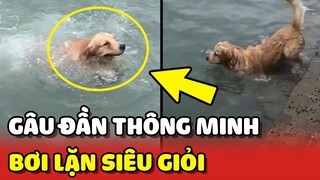 Ngưỡng mộ chú chó Gâu Đần BƠI LẶN siêu giỏi tại Cát Bà 😍 | Yêu Lu