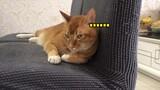 [Animals]Funny video of IQ test of my cats