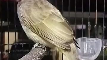burung trucuk gcor