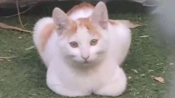 มิจี้เหมียว