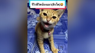 ตอบกลับ  รีวิวชีวิตน้องแมว(สิงโต) รีวิวชีวิตช่วงนี้ น้องแมว แมวชื่อสิงโต แมวชื่อเสือ ขี้ฟ้อง แมวจร เจ้านาย มีกะป๊อก