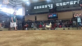 Bruce Barnett x Blueface of LoDyes Sisiw Academy VS Baham Mitra White @Darasa Cockpit Champion