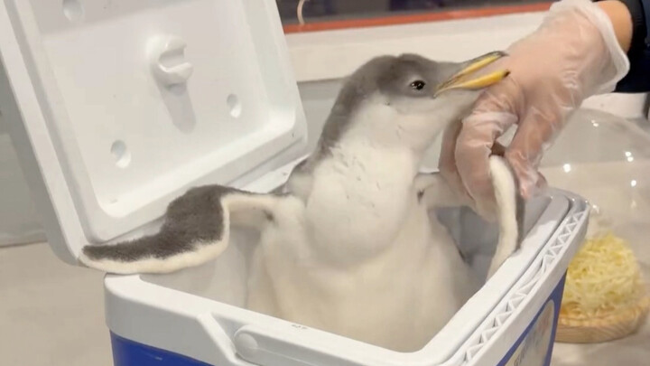 Petting the little penguin; it doesn’t like to bite.