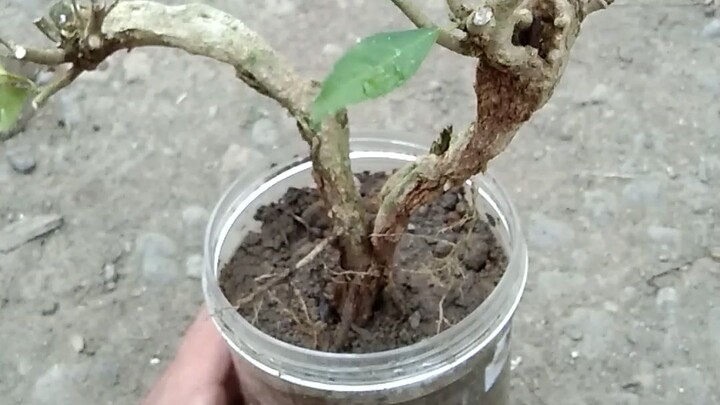 teh tehan bahan bonsai #1