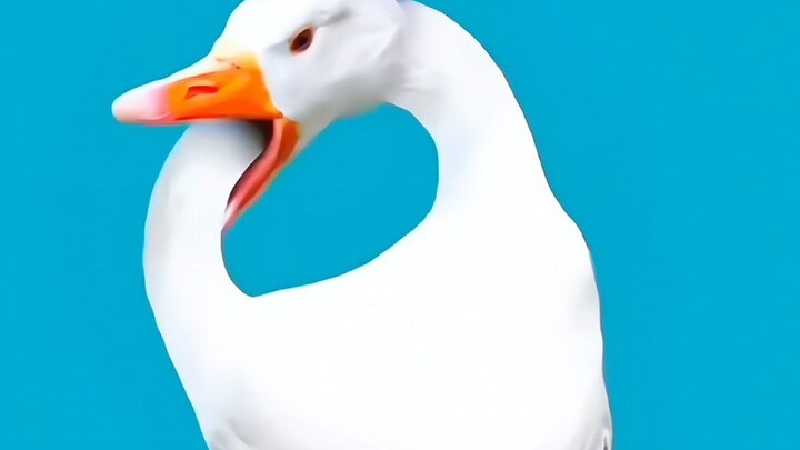 "Infinite Loop Duck"