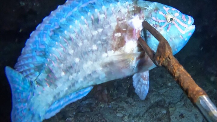 I’ve stumbled upon absolutely everything while foraging on the seafloor!