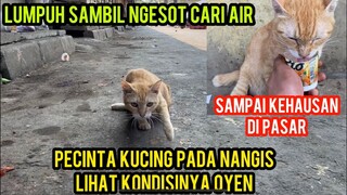 Astagfirullah Bikin Nangis Kucing Oyen Lumpuh Minta Tolong Kehausan Di Pasar Lihat Endingnya..!