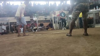 saturday fight2 loss