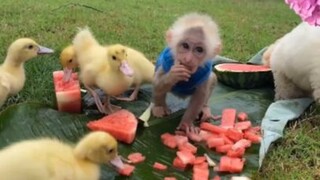 ลิงกับเป็ดกินแตงโม #น่ารัก #สัตว์ #สนุก