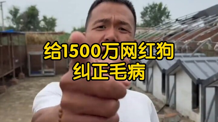 【Phan Hồng】Chỉnh sửa tật xấu cho chú chó nổi tiếng 15 triệu người theo dõi