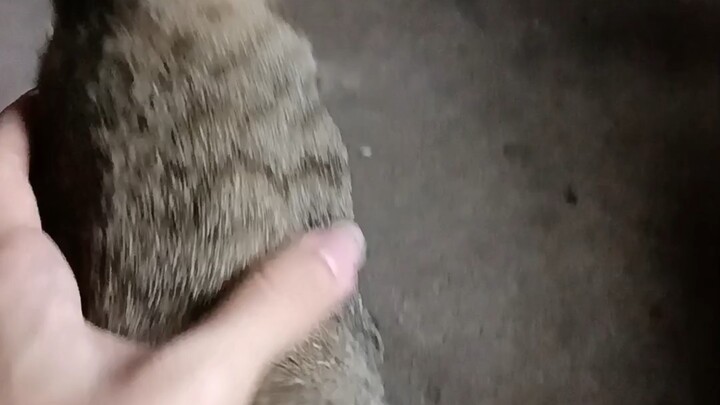 Baru sehari setelah anak kucingnya dijual, susu induk kucing sudah hampir melimpah!