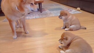 Thú cưng dễ thương | Shiba Inu bố dạy dỗ Shiba Inu con