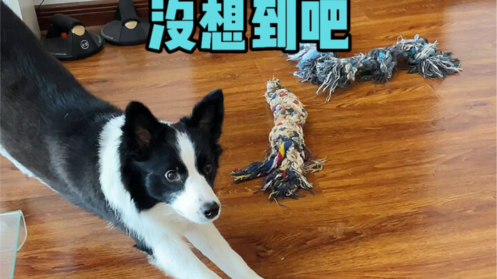 它骂我…