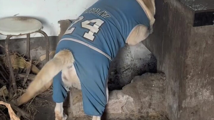 "Local land and water nurture local dogs."