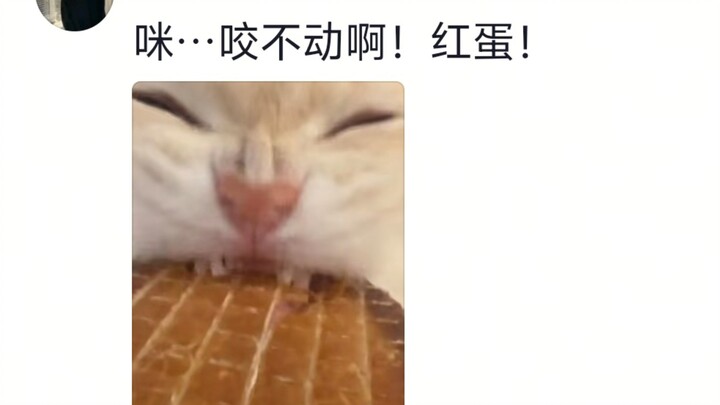 Dunia penuh kerusakan, kucing kecil yang melakukannya