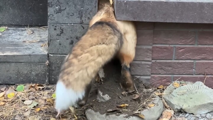 Fox: My goal is to collapse your house.