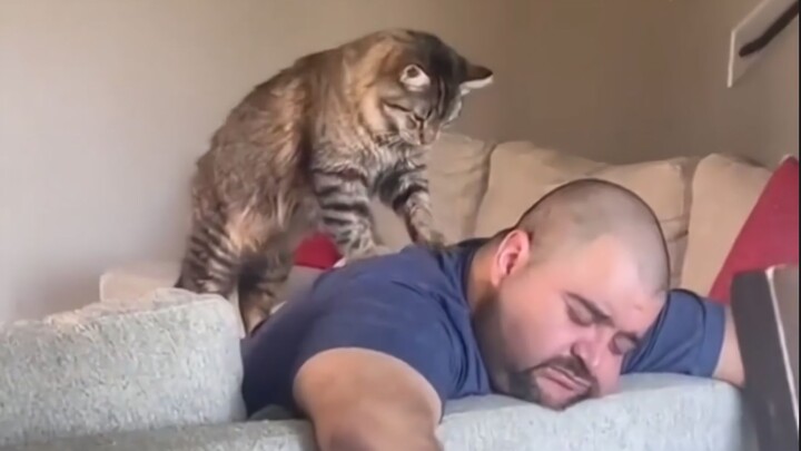 “Tiêu chuẩn của mèo Đức”