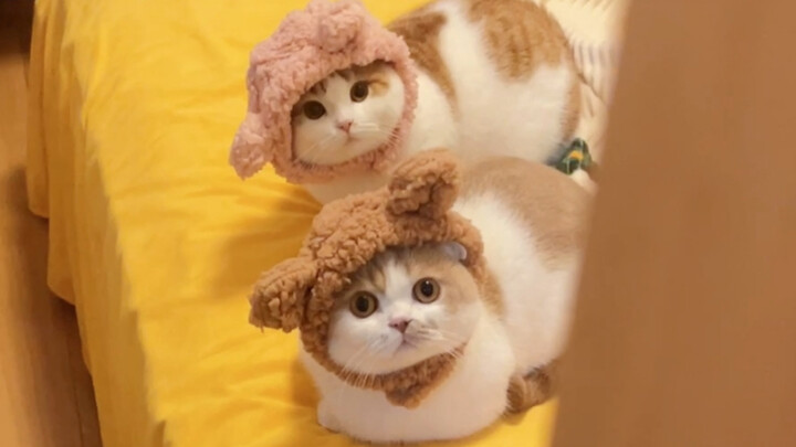 My cat doesn't seem to recognize me after I take off my makeup? ?