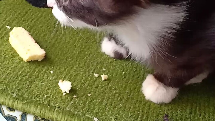 tukang makan kue bolu