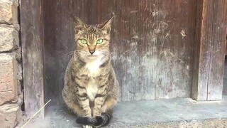 Oops, I accidentally disturbed a cat that was in the middle of its修炼.